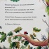 Вітруля, дубовичка невеличка