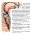 Магічна книга анатомії