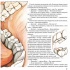 Магічна книга анатомії
