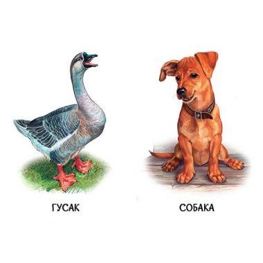 22 картинки. Свійські тварини