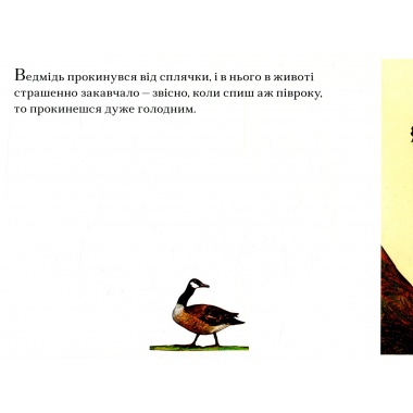 Ведмеже диво