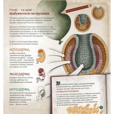 Як працює людський мозок